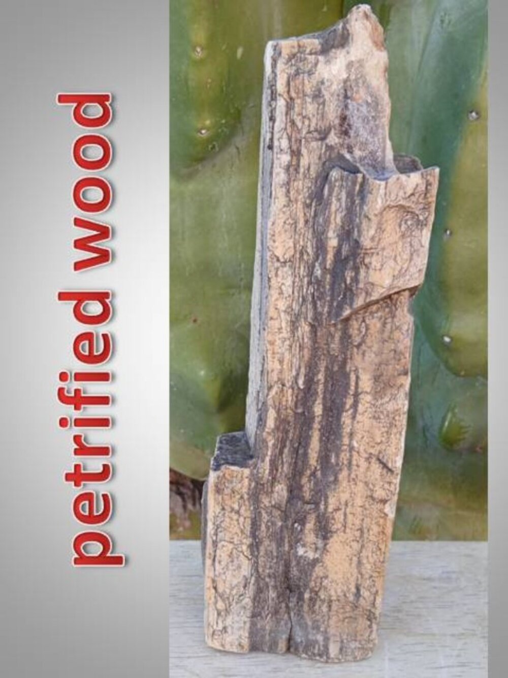 large Petrified Wood chunk 02 stone fossil FORTUNE strength CALMNESS
